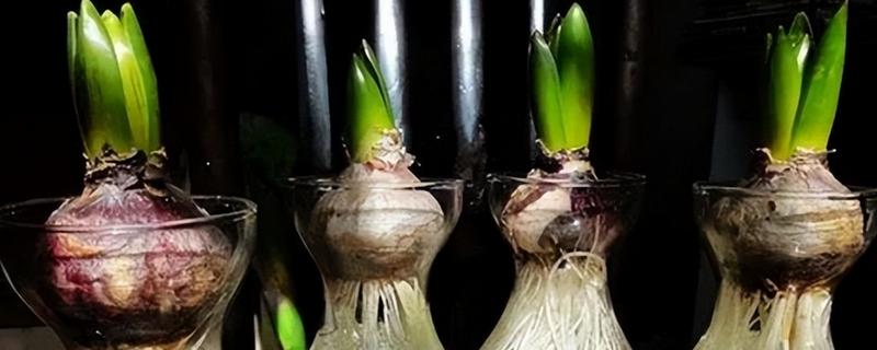 如何水培风信子，建议使用专门的水培瓶