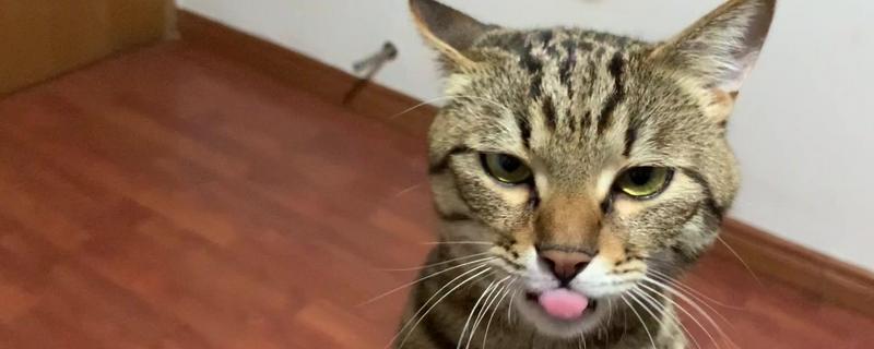 猫咪一直咽口水的原因，可能是得了猫毛球症