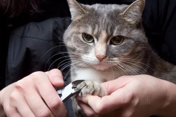 猫咪踩奶时的注意事项,切记不可打扰