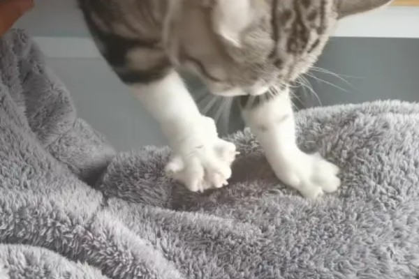 猫咪踩奶时的注意事项,切记不可打扰