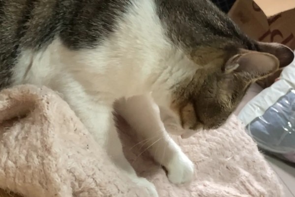 猫咪踩奶时的注意事项,切记不可打扰