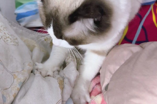 猫咪踩奶时的注意事项,切记不可打扰