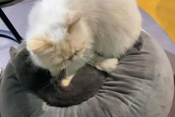 猫咪踩奶时的注意事项,切记不可打扰