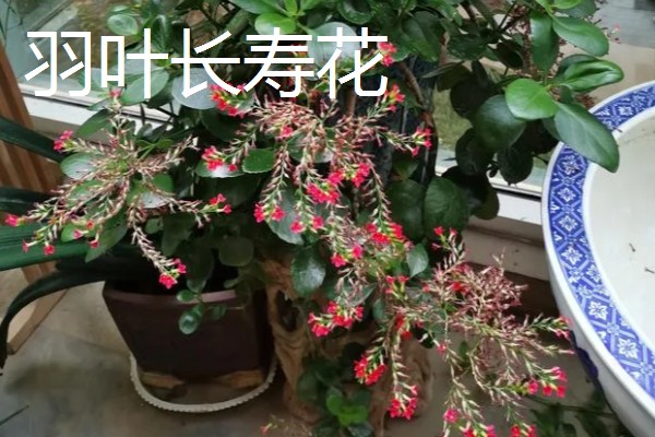 羽叶长寿花好还是圆叶长寿花好，二者的价值相同