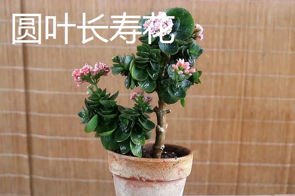 羽叶长寿花好还是圆叶长寿花好，二者的价值相同