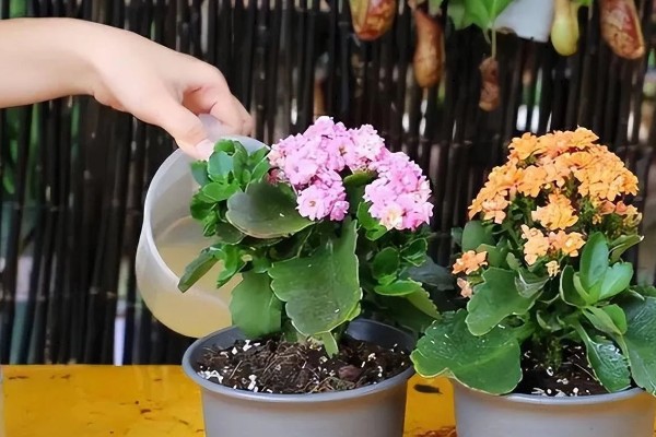 羽叶长寿花好还是圆叶长寿花好，二者的价值相同