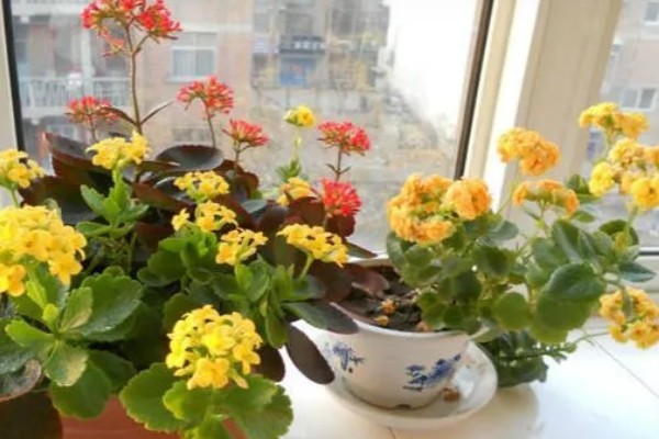 羽叶长寿花好还是圆叶长寿花好，二者的价值相同