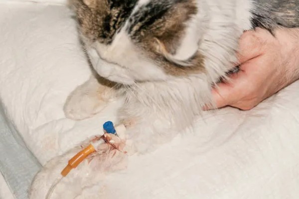 犬猫鳞状细胞癌怎么治疗,使用环磷酰胺等药物