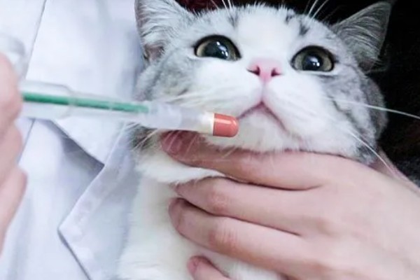 犬猫鳞状细胞癌怎么治疗,使用环磷酰胺等药物