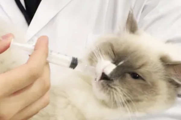 犬猫鳞状细胞癌怎么治疗,使用环磷酰胺等药物