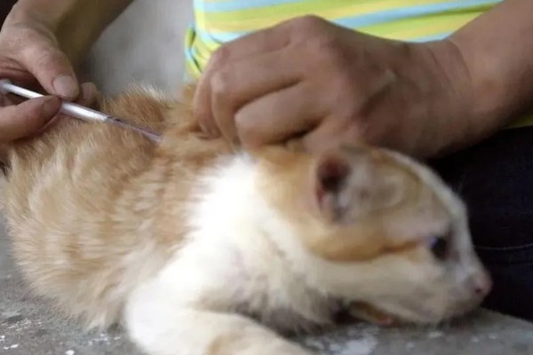 犬猫鳞状细胞癌怎么治疗,使用环磷酰胺等药物