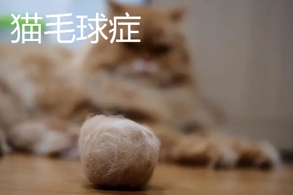 猫咪一直咽口水的原因，可能是得了猫毛球症