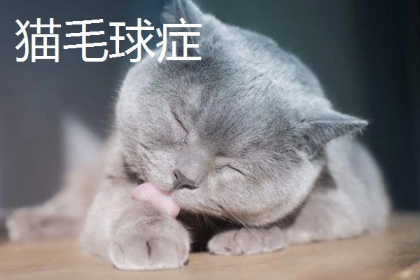 猫咪一直咽口水的原因，可能是得了猫毛球症
