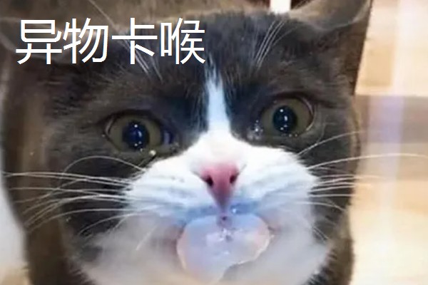 猫咪一直咽口水的原因，可能是得了猫毛球症