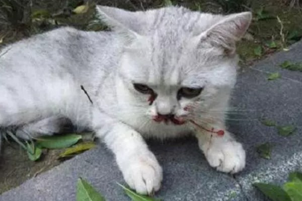 猫咪一直咽口水的原因，可能是得了猫毛球症