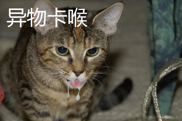 猫咪一直咽口水的原因，可能是得了猫毛球症