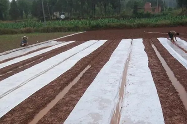 如何挑选有色农膜，黑色地膜可抑制杂草生长