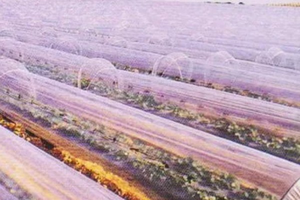 如何挑选有色农膜，黑色地膜可抑制杂草生长