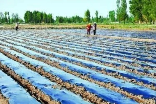 如何挑选有色农膜，黑色地膜可抑制杂草生长