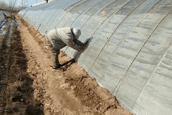 如何挑选有色农膜，黑色地膜可抑制杂草生长