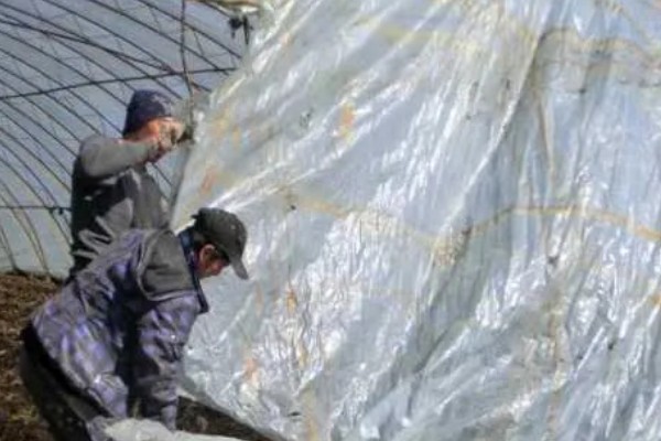 如何挑选有色农膜，黑色地膜可抑制杂草生长