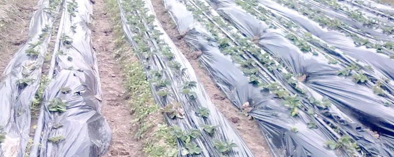 如何挑选有色农膜，黑色地膜可抑制杂草生长