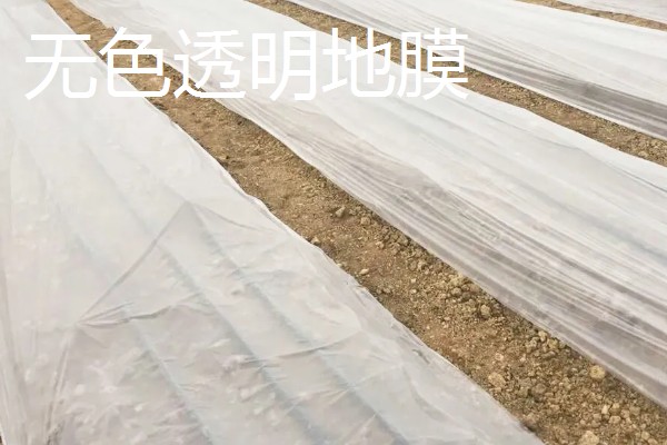 如何挑选有色农膜，黑色地膜可抑制杂草生长