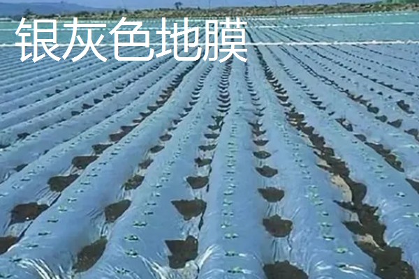 如何挑选有色农膜，黑色地膜可抑制杂草生长