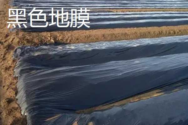 如何挑选有色农膜，黑色地膜可抑制杂草生长