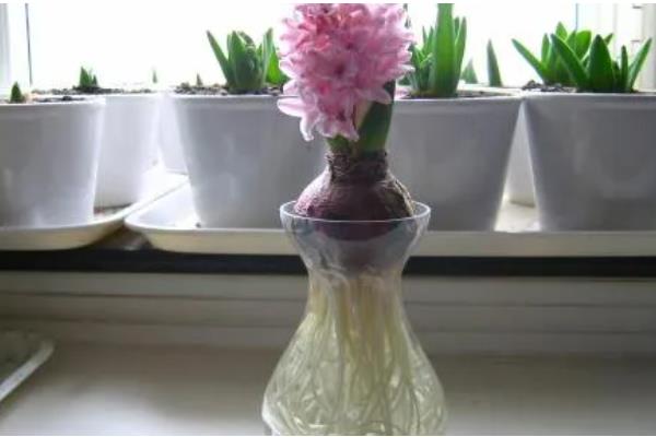 如何水培风信子，建议使用专门的水培瓶