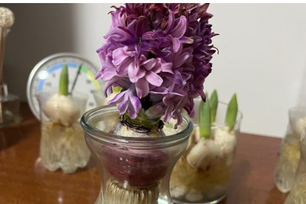 如何水培风信子，建议使用专门的水培瓶