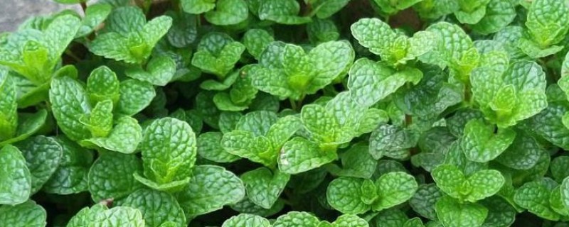 薄荷被晒蔫了怎么处理，需要对植株进行降温处理