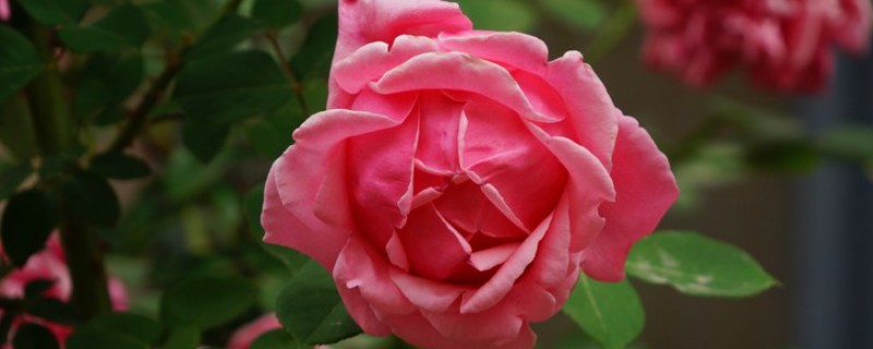 花中皇后是哪种花，是指月季花