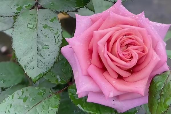 花中皇后是哪种花,是指月季花
