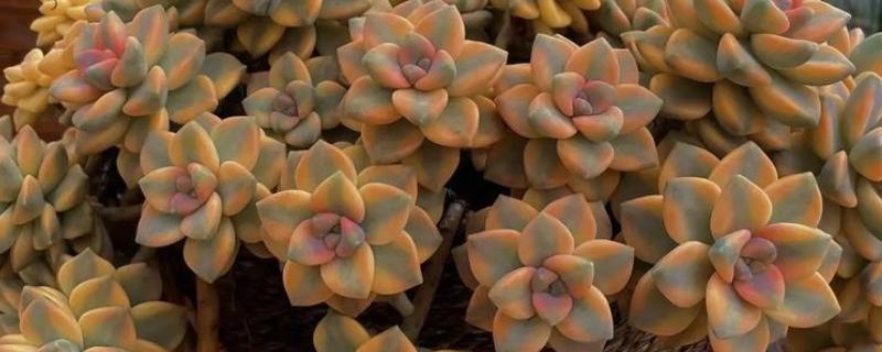 多肉生气根的原因，可能是根系不健康所致