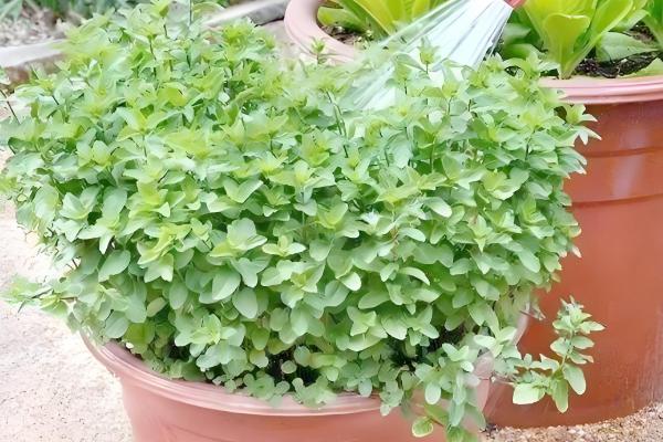 薄荷被晒蔫了怎么处理，需要对植株进行降温处理