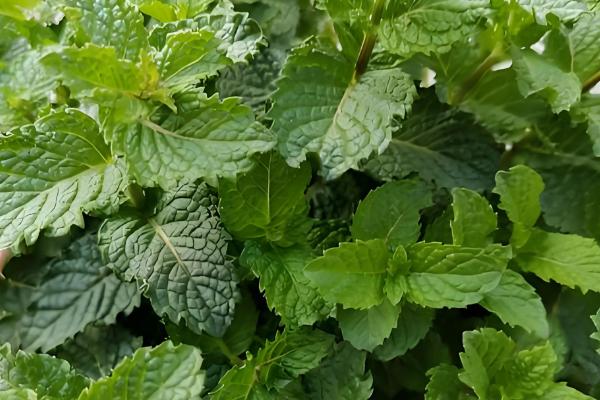 薄荷被晒蔫了怎么处理，需要对植株进行降温处理