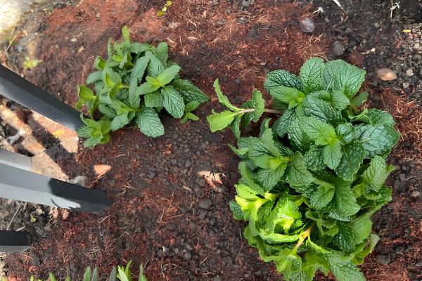 薄荷被晒蔫了怎么处理，需要对植株进行降温处理