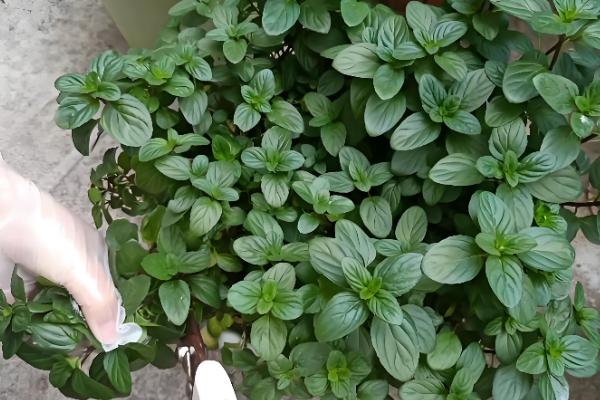 薄荷被晒蔫了怎么处理，需要对植株进行降温处理