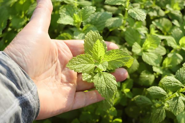 薄荷被晒蔫了怎么处理，需要对植株进行降温处理