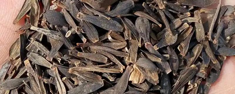 小丽花种子多久能发芽，大约7-10天就能发芽