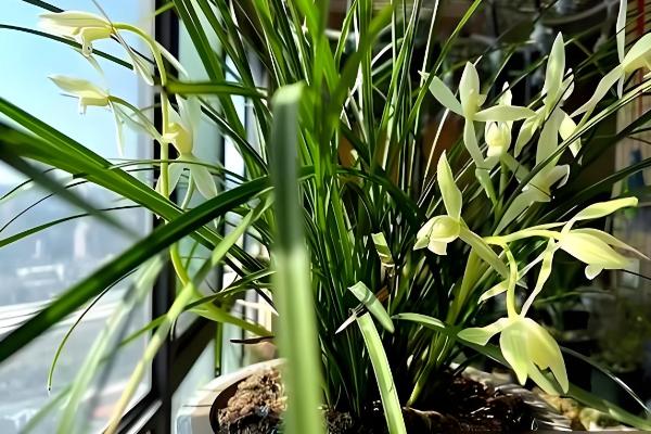 兰花的种植方法,可采取分株的方式进行繁殖