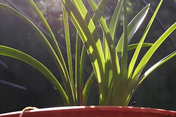 兰花的种植方法,可采取分株的方式进行繁殖