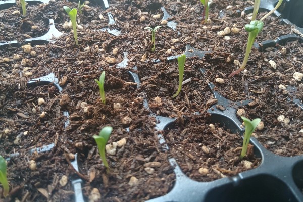 小丽花种子多久能发芽,大约7-10天就能发芽