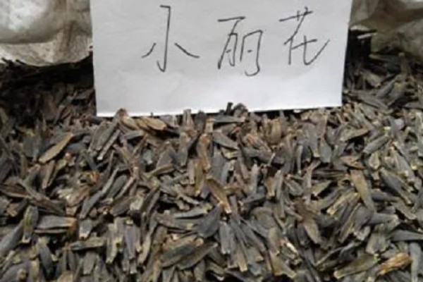 小丽花种子多久能发芽,大约7-10天就能发芽
