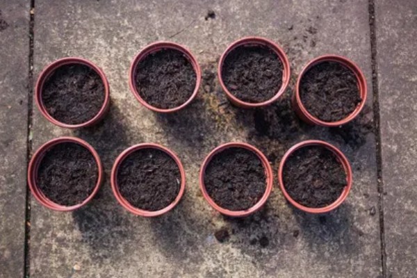 小丽花种子多久能发芽,大约7-10天就能发芽
