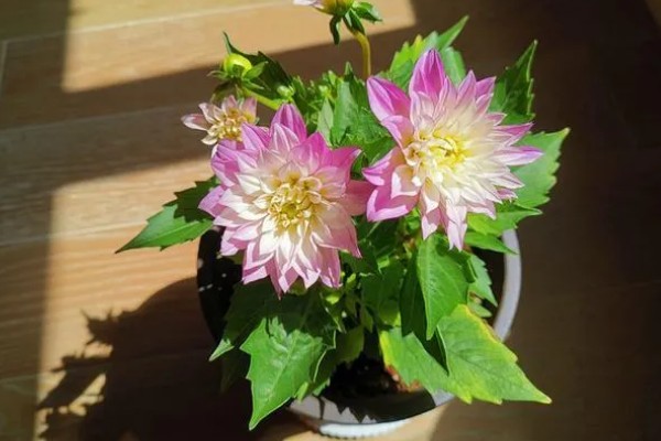 小丽花种子多久能发芽,大约7-10天就能发芽