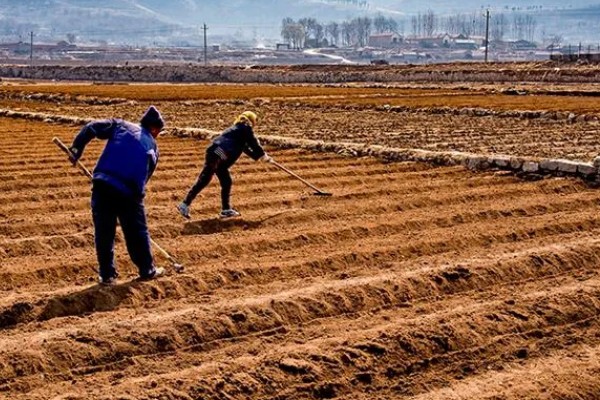 牡丹花种子浸泡多久，要浸泡一天左右
