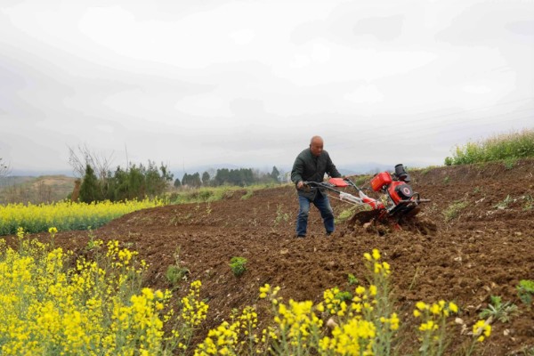 牡丹花种子浸泡多久，要浸泡一天左右