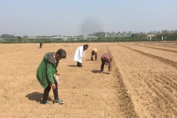 牡丹花种子浸泡多久，要浸泡一天左右